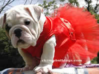 English Bulldog puppies